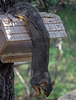 Sqwirl hanging off the Box