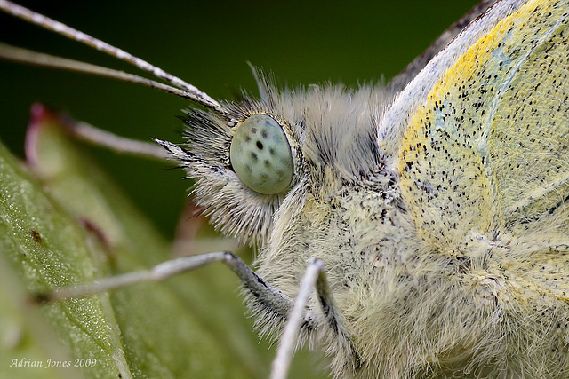 Small White Butterfly