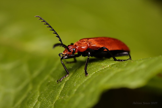 Cardinal Beetle