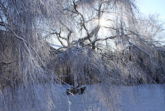 Snowy silver birch trees