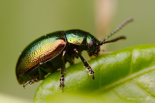 leaf beetle