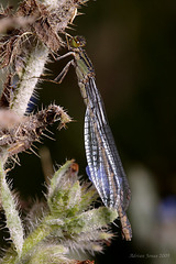 Female Common Blue Damselfly.