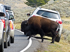 When a Bison wants to cross the road, he just crosses the road