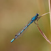 damselfly_004