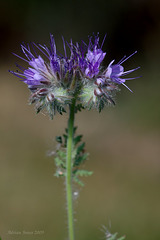 Phacelia tanacetifolia