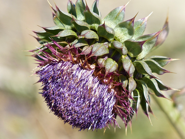 Nodding Thistle