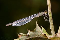 Female Common Blue Damselfly.