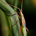 Notostira elongata nymph ?