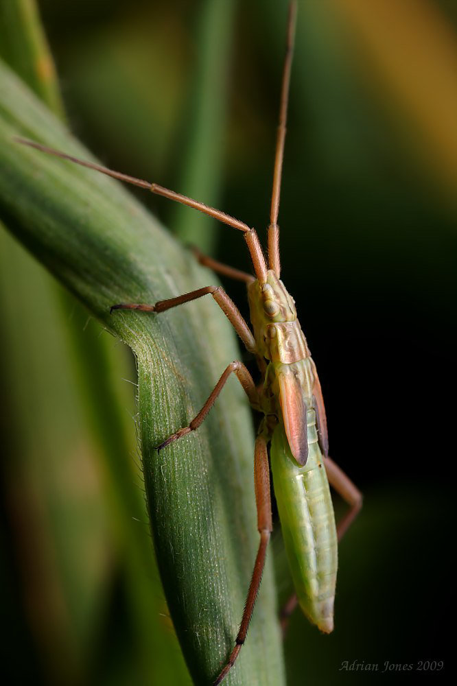 Notostira elongata nymph ?