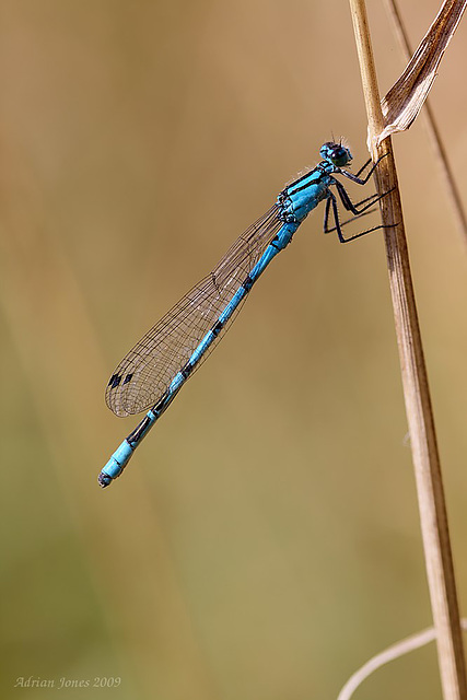 damselfly_003