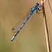 damselfly_003