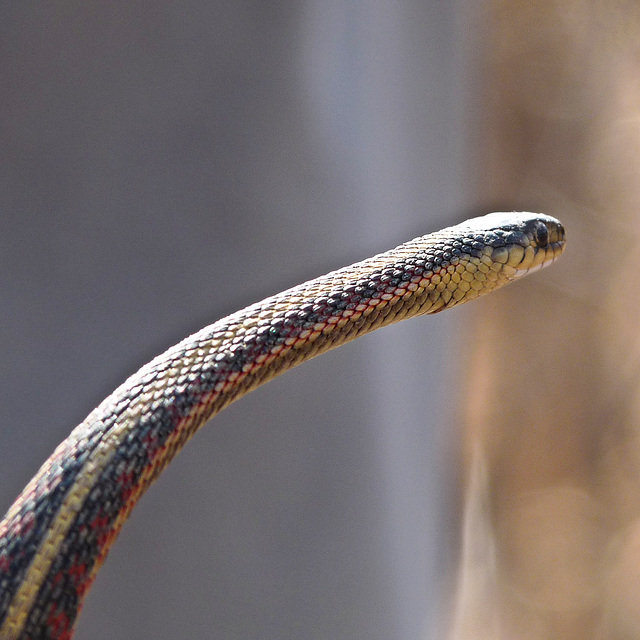 Red-sided Garter Snake