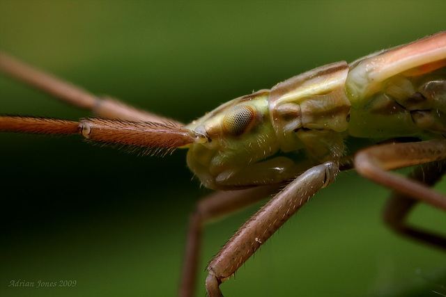 Notostira elongata nymph ?