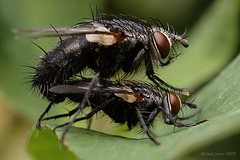 Tachinid Flies Mating possibly Voria ruralis.