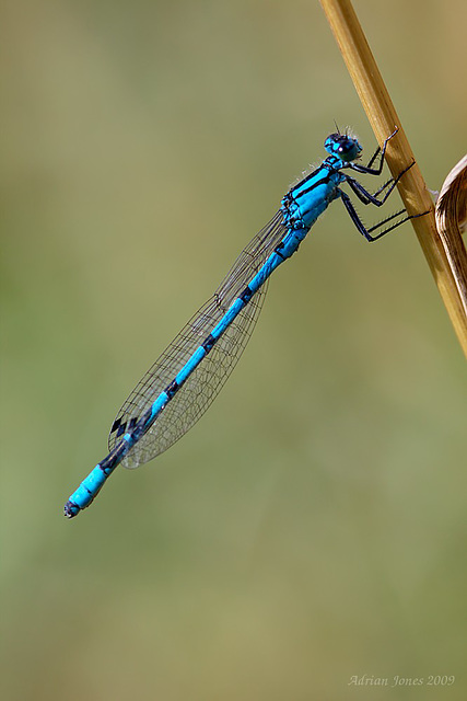 damselfly_001