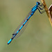 damselfly_001