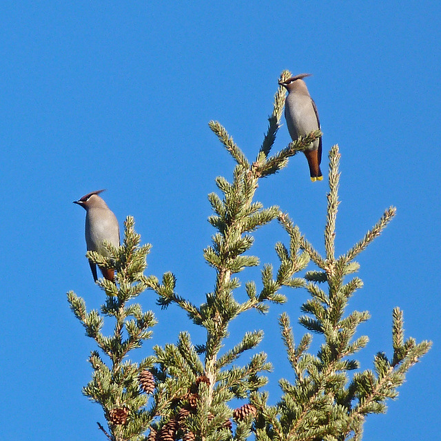 Bohemian Waxwings