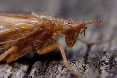 caddis_fly_002 ?