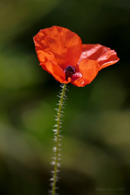 backlit_poppy