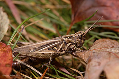 Common Field Grasshopper. (Chorthippus brunneus)