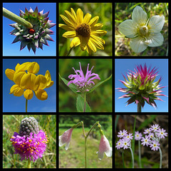 A few wildflowers