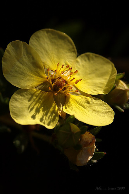 Potentilla