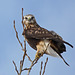 Rough-legged Hawk