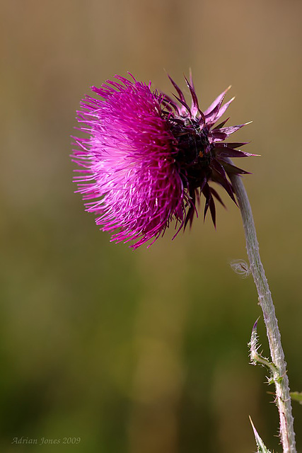 thistle_001