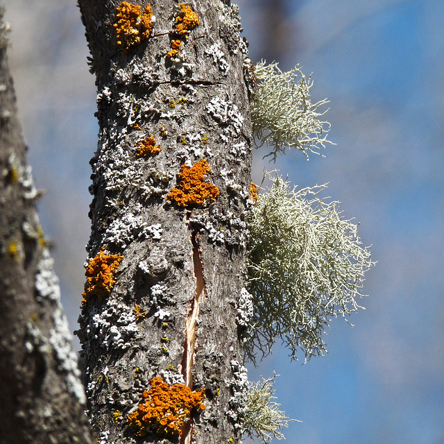 Natural decoration