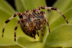 Garden Spider