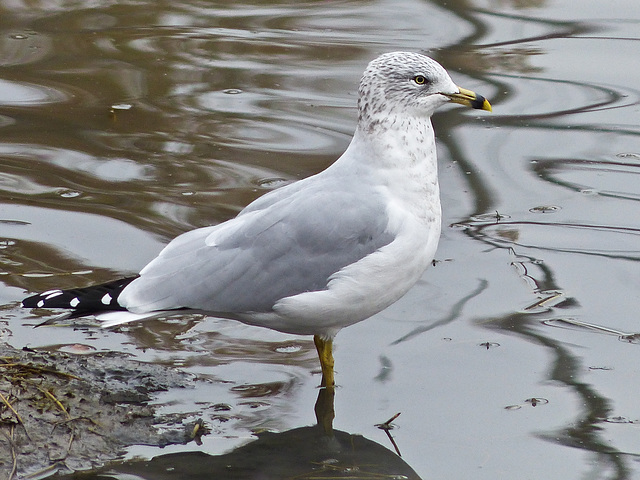 Ring-billed Gull