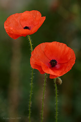 poppies_001