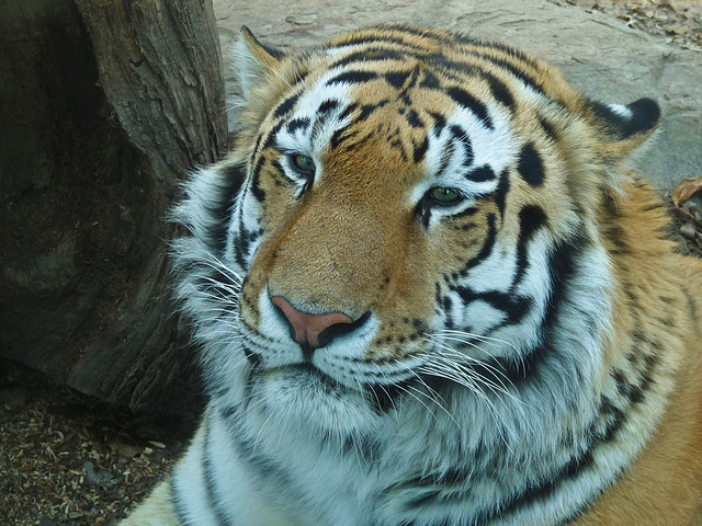 Siberian Tiger