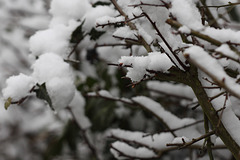 Snowy hawthorn hedge