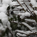 Snowy hawthorn hedge