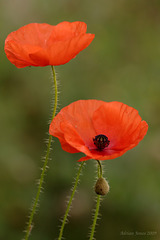 poppies_004