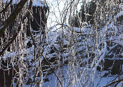 Ice and snow on silver birch branches