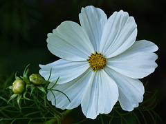 Beautiful Cosmos