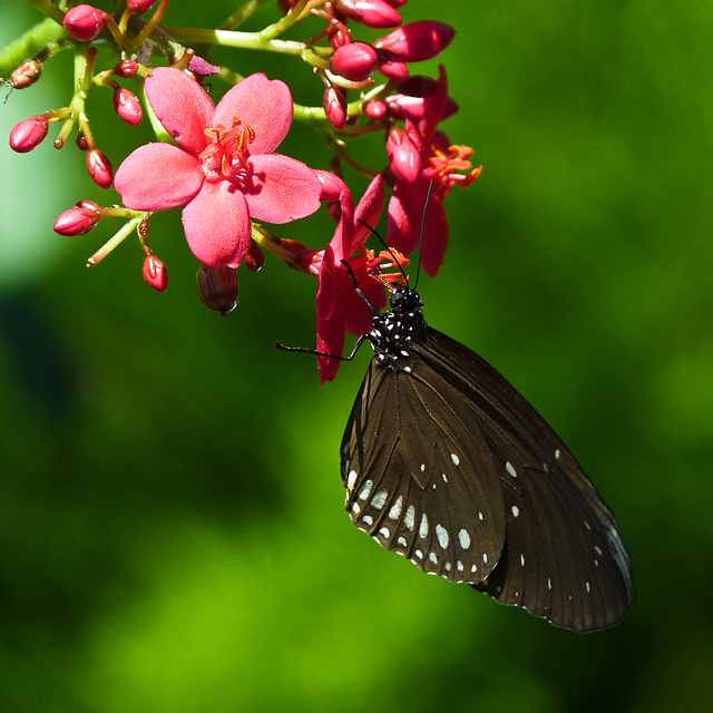 Common Indian Crow / Euploea core