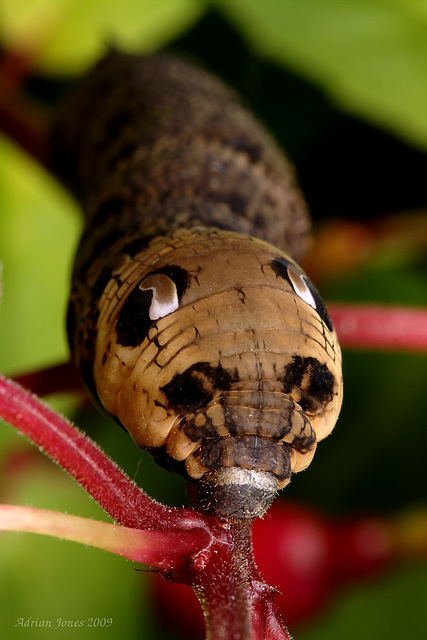 Large Elephant Hawk Moth Caterpillar.