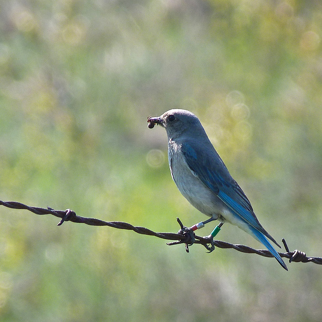 Basking in bokeh