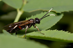 wasp_003