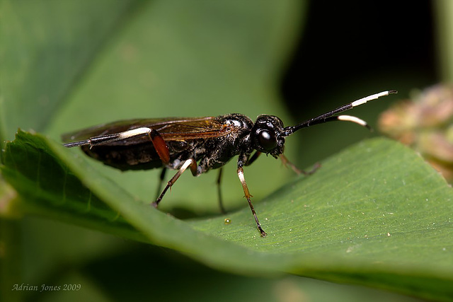 wasp_002