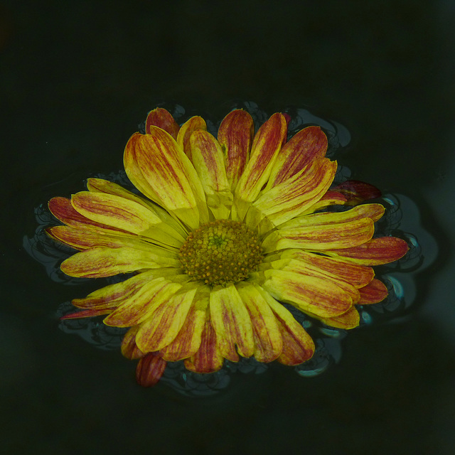 In the lily pond