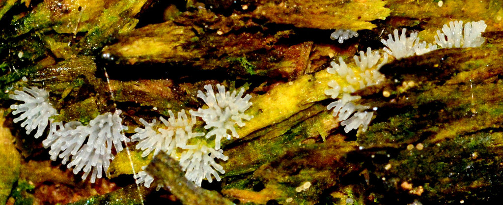 Slime Mould