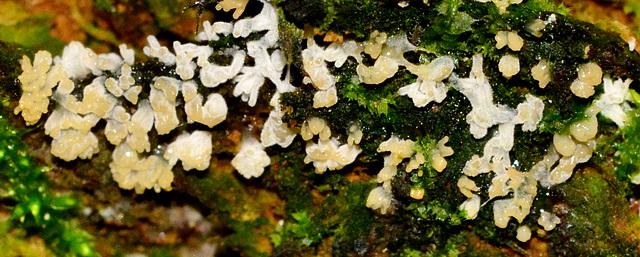 Slime Mould