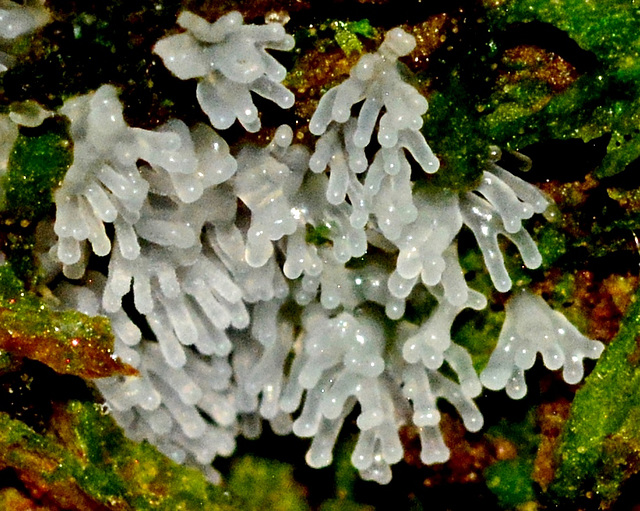 Slime Mould