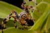 Garden Spider