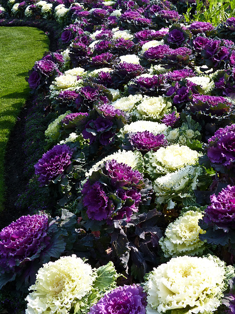 Ornamental Cabbages