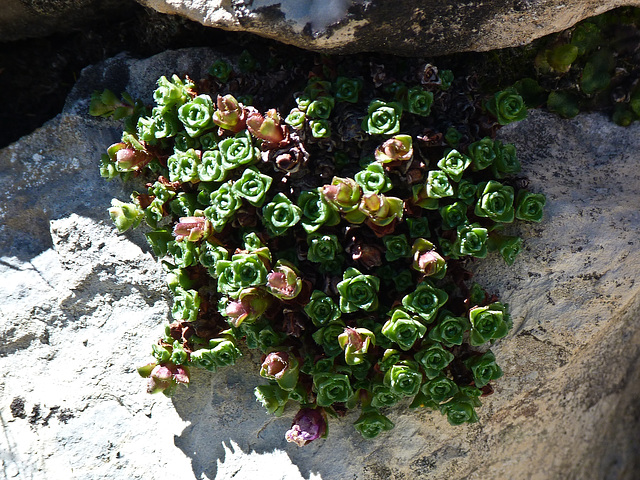 Purple Saxifrage